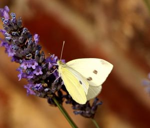 Preview wallpaper butterfly, flower, insect