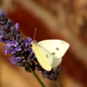 Preview wallpaper butterfly, flower, insect