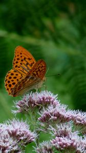 Preview wallpaper butterfly, flower, insect, close-up