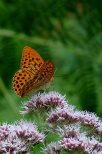 Preview wallpaper butterfly, flower, insect, close-up