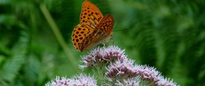 Preview wallpaper butterfly, flower, insect, close-up