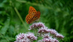 Preview wallpaper butterfly, flower, insect, close-up