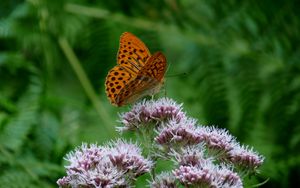 Preview wallpaper butterfly, flower, insect, close-up