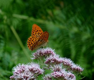 Preview wallpaper butterfly, flower, insect, close-up