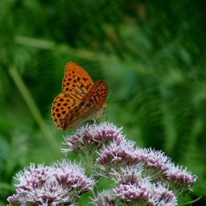 Preview wallpaper butterfly, flower, insect, close-up