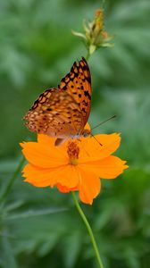 Preview wallpaper butterfly, flower, insect, petals, blur