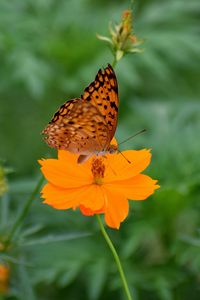 Preview wallpaper butterfly, flower, insect, petals, blur