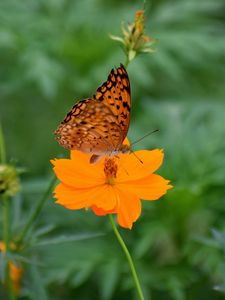 Preview wallpaper butterfly, flower, insect, petals, blur
