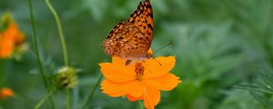 Preview wallpaper butterfly, flower, insect, petals, blur