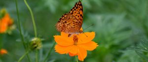 Preview wallpaper butterfly, flower, insect, petals, blur