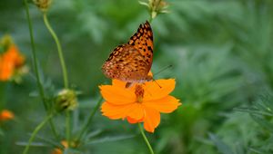 Preview wallpaper butterfly, flower, insect, petals, blur