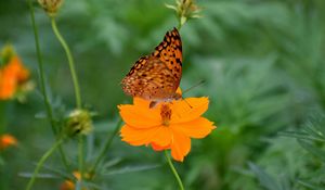 Preview wallpaper butterfly, flower, insect, petals, blur