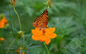 Preview wallpaper butterfly, flower, insect, petals, blur