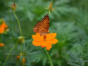 Preview wallpaper butterfly, flower, insect, petals, blur