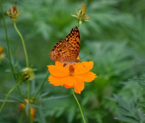 Preview wallpaper butterfly, flower, insect, petals, blur