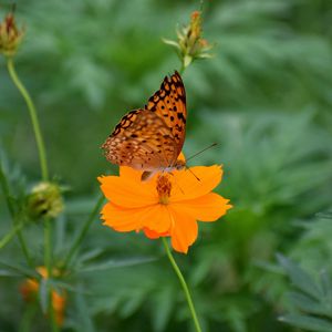 Preview wallpaper butterfly, flower, insect, petals, blur