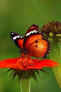 Preview wallpaper butterfly, flower, insect, macro, brown