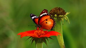 Preview wallpaper butterfly, flower, insect, macro, brown
