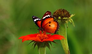 Preview wallpaper butterfly, flower, insect, macro, brown