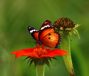 Preview wallpaper butterfly, flower, insect, macro, brown