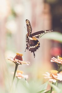 Preview wallpaper butterfly, flower, insect, macro