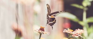 Preview wallpaper butterfly, flower, insect, macro