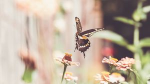 Preview wallpaper butterfly, flower, insect, macro