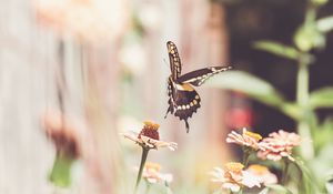 Preview wallpaper butterfly, flower, insect, macro