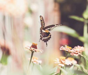 Preview wallpaper butterfly, flower, insect, macro