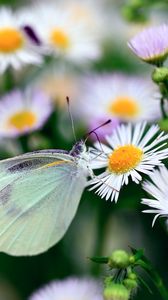 Preview wallpaper butterfly, flower, insect, daisies, bright