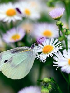 Preview wallpaper butterfly, flower, insect, daisies, bright