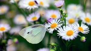 Preview wallpaper butterfly, flower, insect, daisies, bright