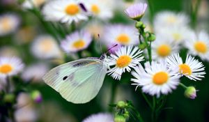 Preview wallpaper butterfly, flower, insect, daisies, bright