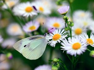 Preview wallpaper butterfly, flower, insect, daisies, bright