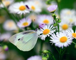 Preview wallpaper butterfly, flower, insect, daisies, bright