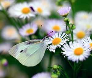 Preview wallpaper butterfly, flower, insect, daisies, bright