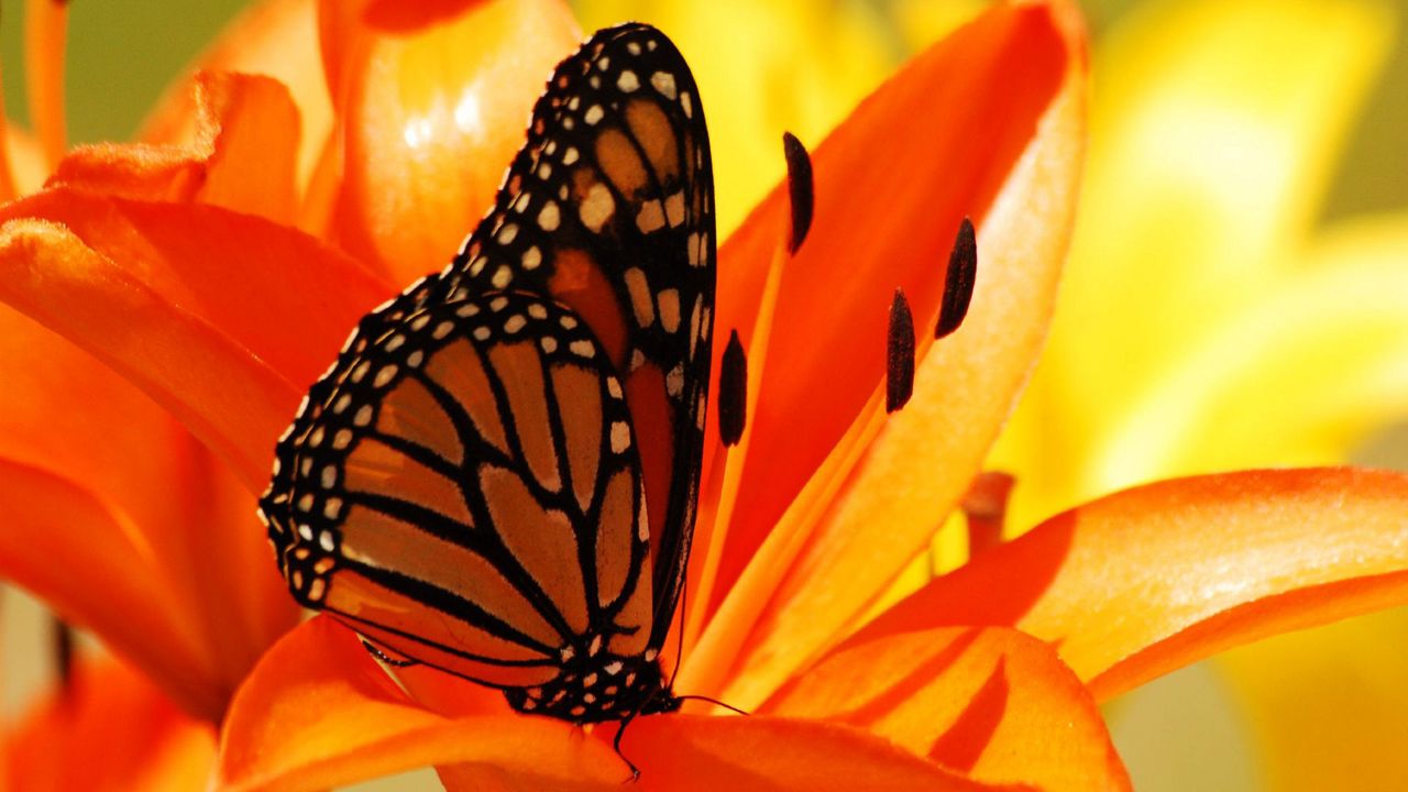 Wallpaper butterfly, flower, inside, shadow