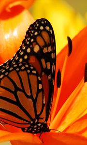 Preview wallpaper butterfly, flower, inside, shadow