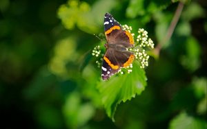 Preview wallpaper butterfly, flower, leaves, background