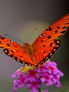 Butterfly old mobile, cell phone, smartphone wallpapers hd, desktop  backgrounds 240x320, images and pictures