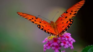 Preview wallpaper butterfly, flower, macro, petals, wings