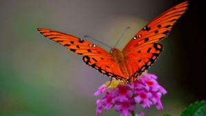 Preview wallpaper butterfly, flower, macro, petals, wings