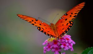 Preview wallpaper butterfly, flower, macro, petals, wings