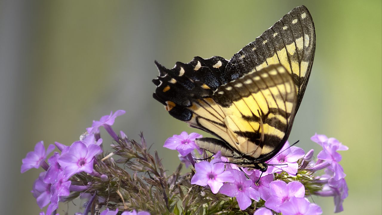 Wallpaper butterfly, flower, macro, blur