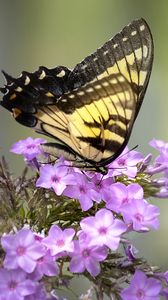 Preview wallpaper butterfly, flower, macro, blur