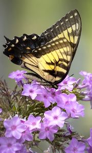 Preview wallpaper butterfly, flower, macro, blur