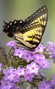 Preview wallpaper butterfly, flower, macro, blur