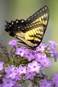 Preview wallpaper butterfly, flower, macro, blur