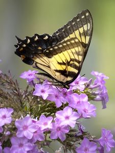 Preview wallpaper butterfly, flower, macro, blur