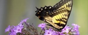 Preview wallpaper butterfly, flower, macro, blur